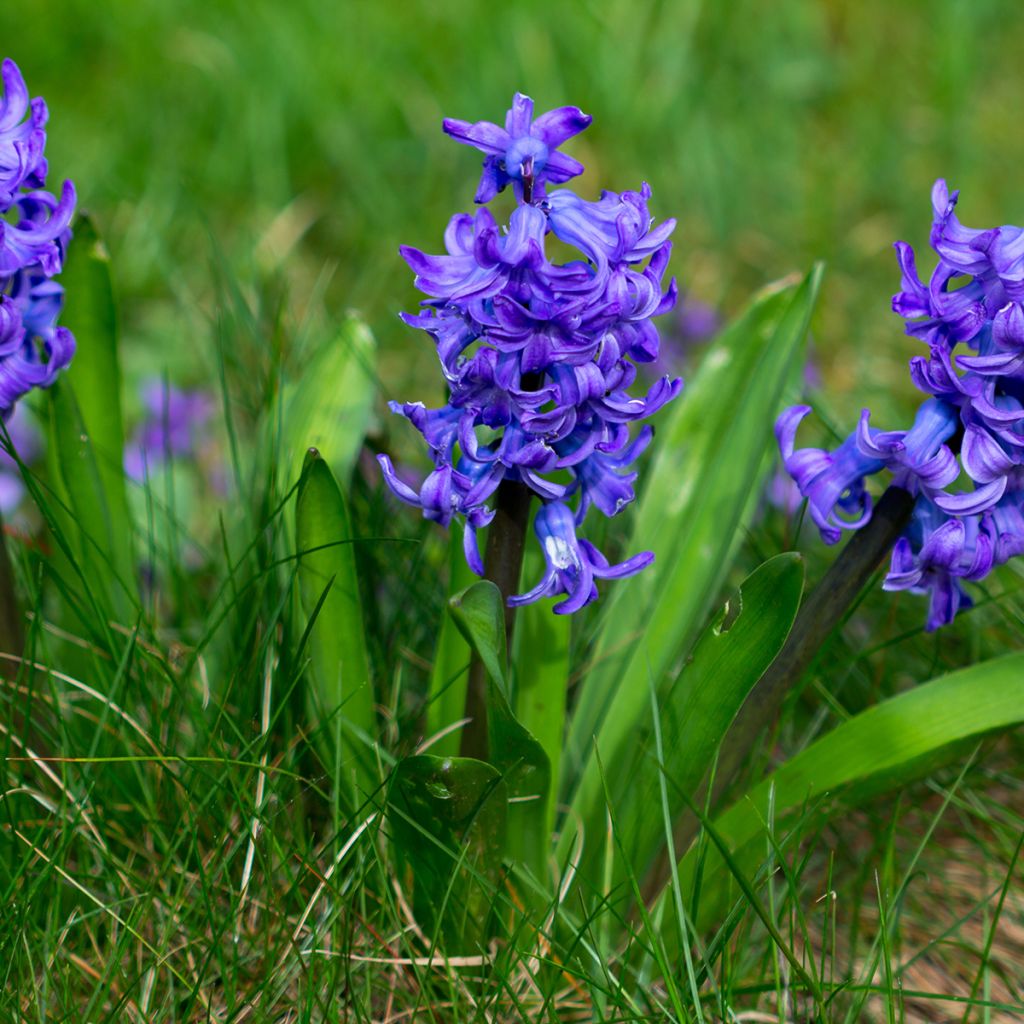 Giacinto Blue Pearl - Hyacinthus