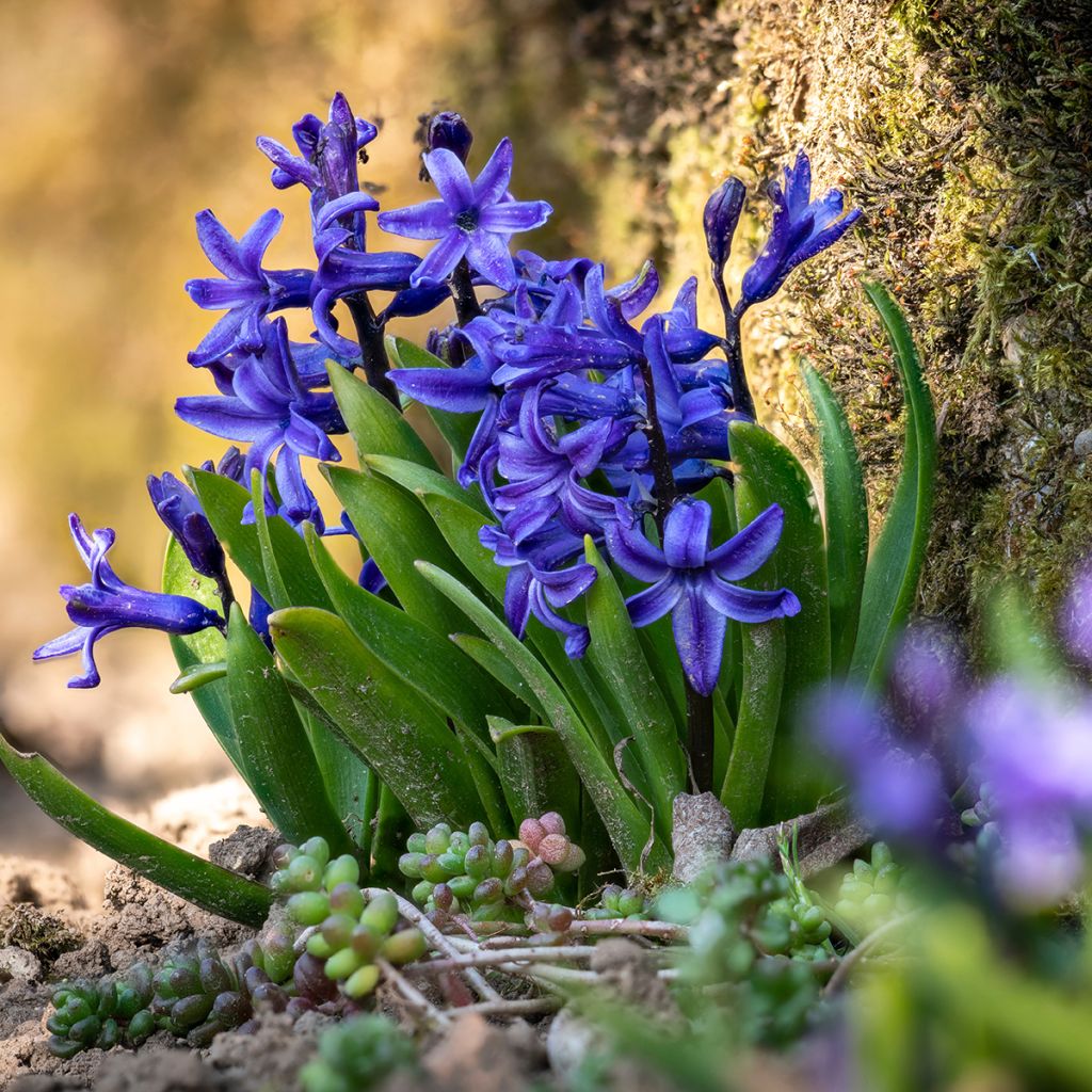 Jacinthe Blue star