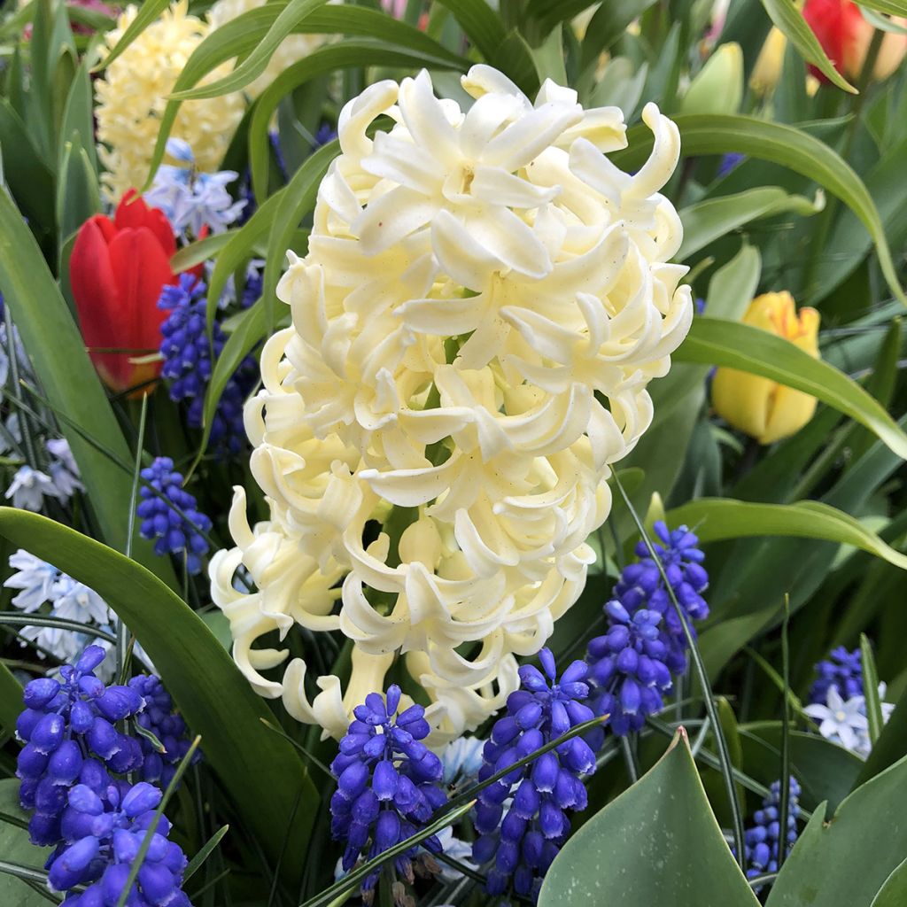 Giacinto City of Haarlem (forzato) - Hyacinthus