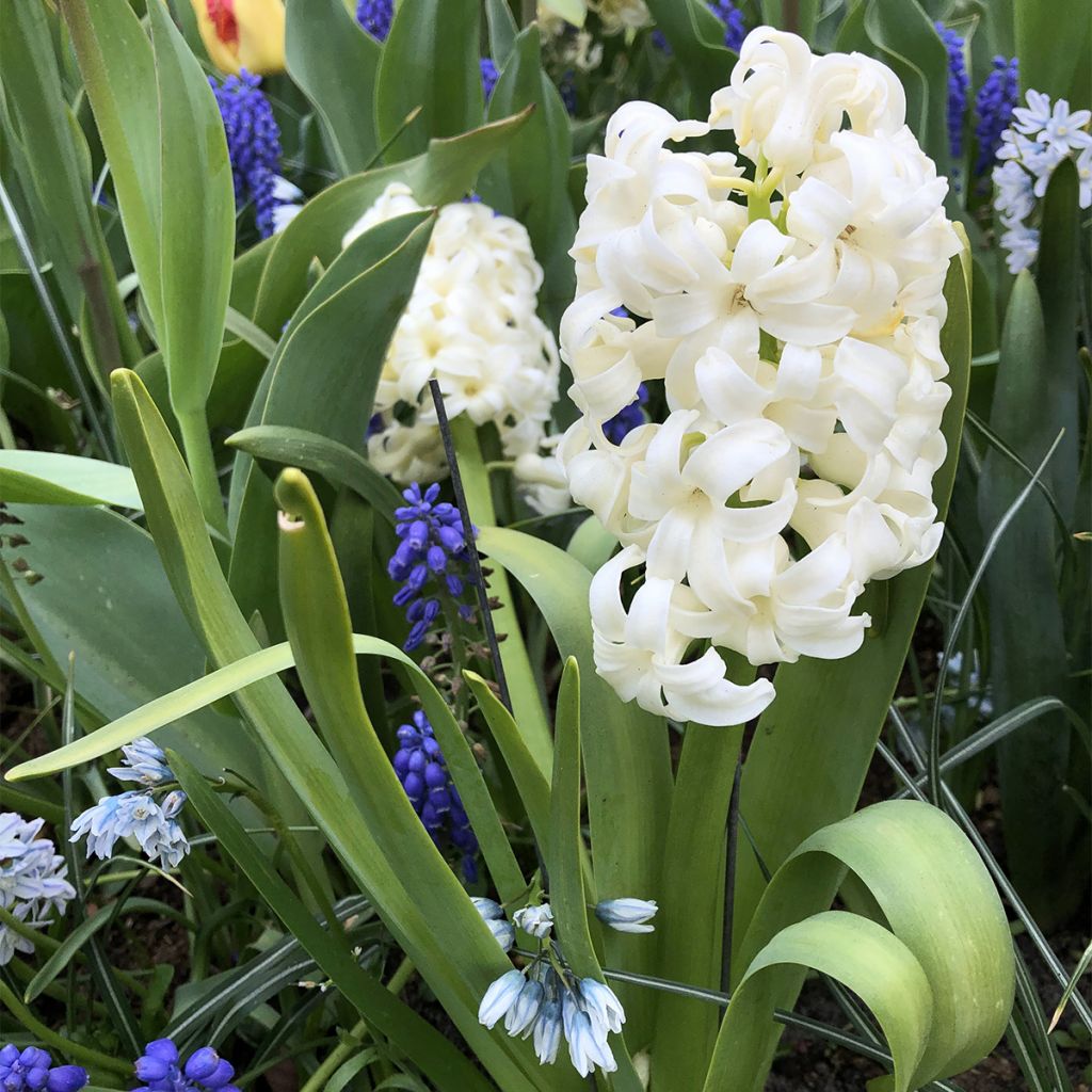 Giacinto City of Haarlem (forzato) - Hyacinthus