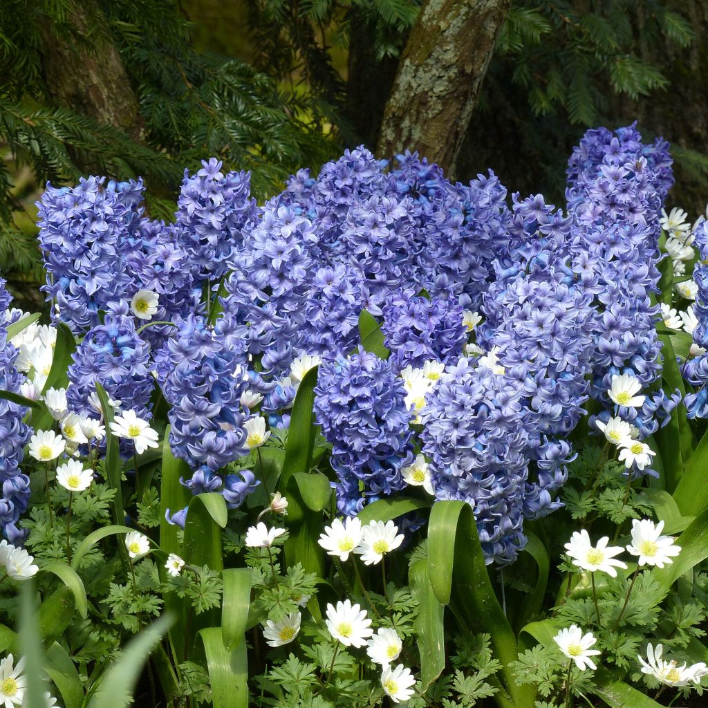 Jacinthe Delft Blue préparée pour le forçage - Hyacinthus (x) orientalis