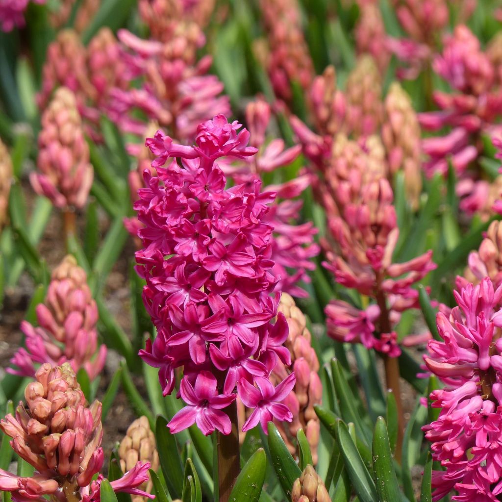 Jacinthe Jan Bos préparée pour le forçage - Hyacinthus (x) orientalis