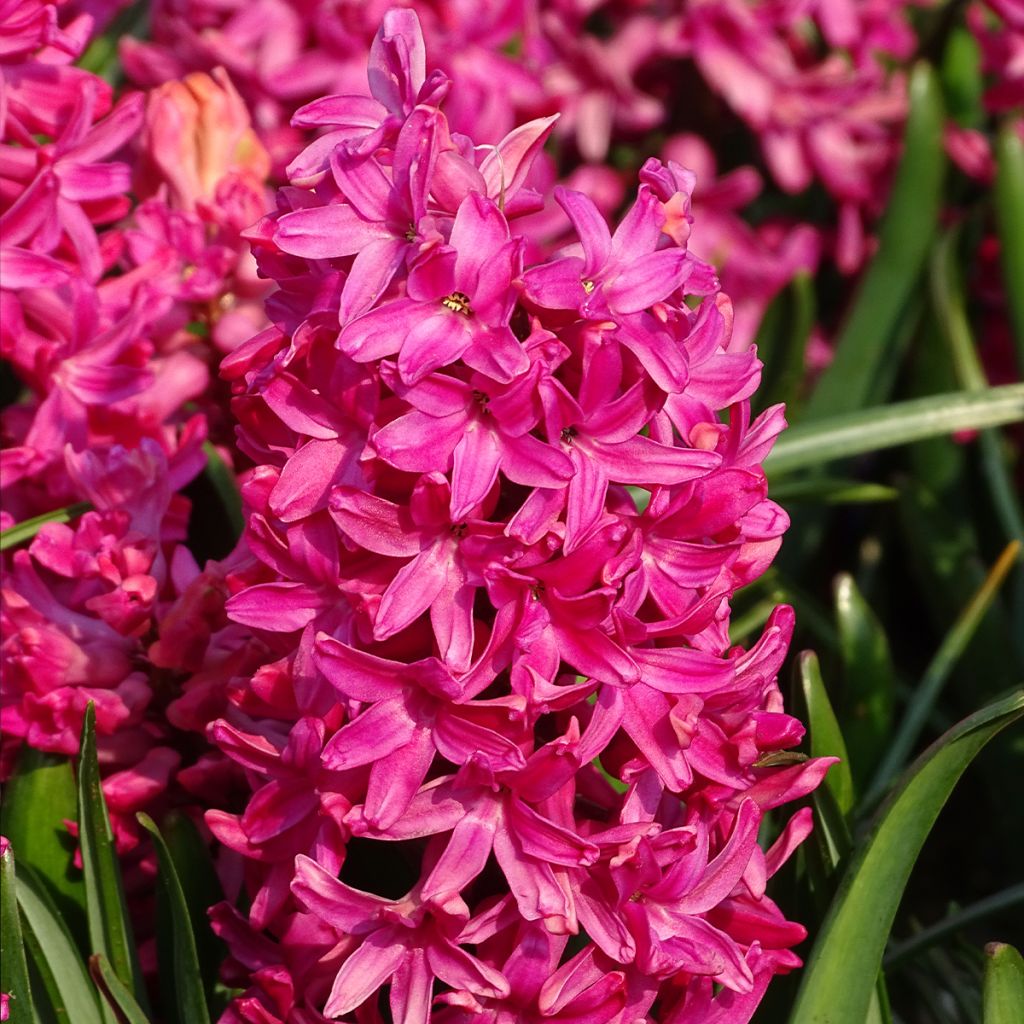 Giacinto Jan Bos - Hyacinthus