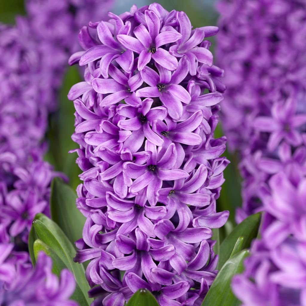 Giacinto Miss Saigon (forzato) - Hyacinthus