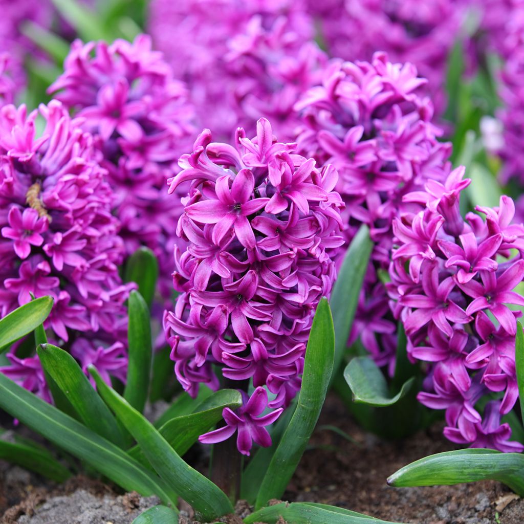 Giacinto Miss Saigon (forzato) - Hyacinthus