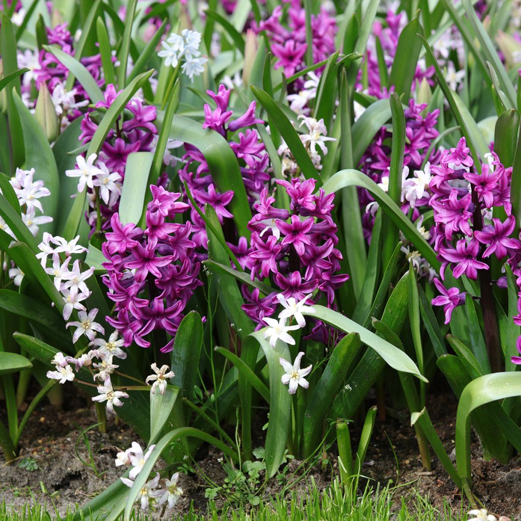 Giacinto Miss Saigon (forzato) - Hyacinthus