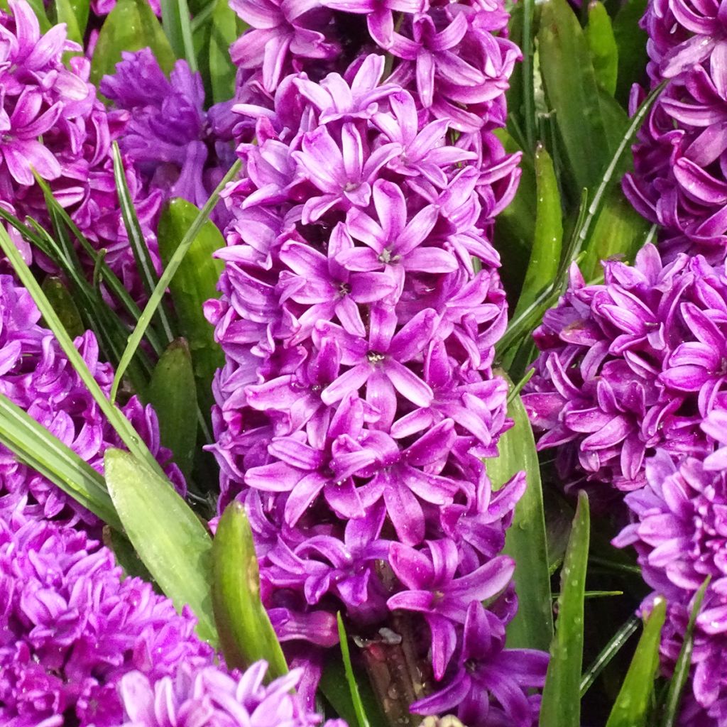 Giacinto Miss Saigon (forzato) - Hyacinthus