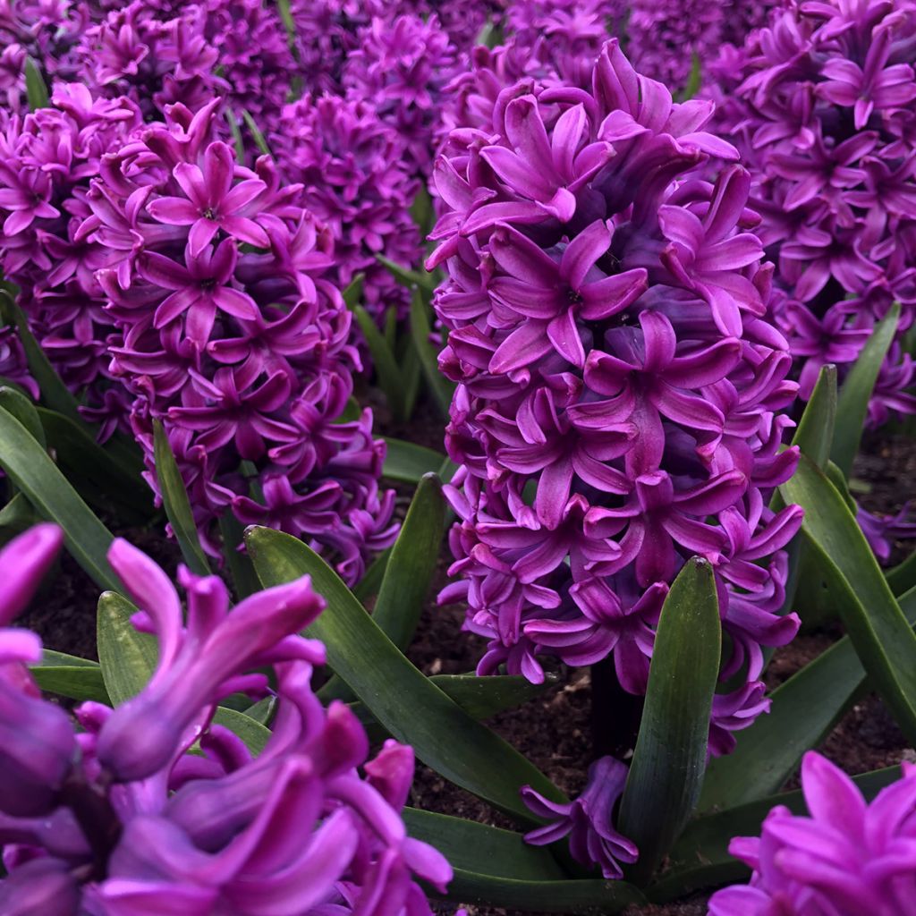 Giacinto Miss Saigon (forzato) - Hyacinthus