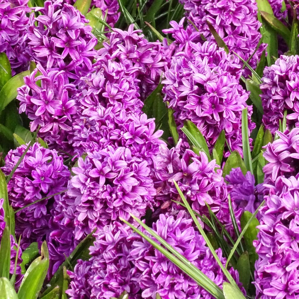 Giacinto Miss Saigon (forzato) - Hyacinthus