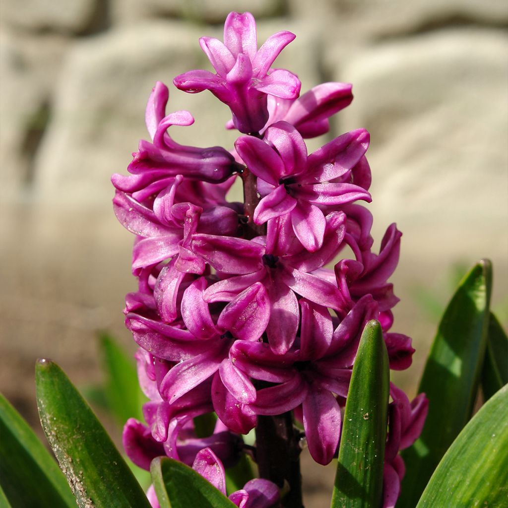 Giacinto Miss Saigon (forzato) - Hyacinthus