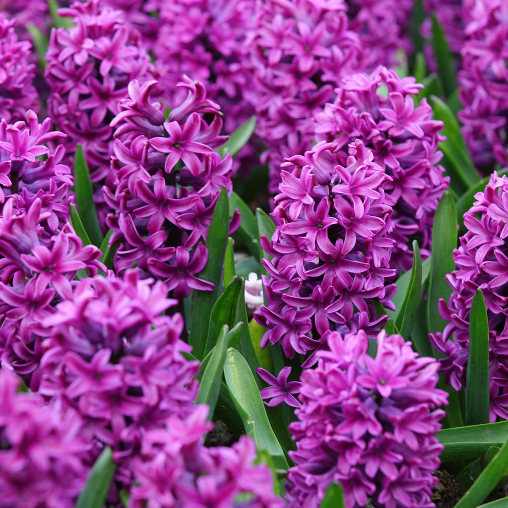 Giacinto Miss Saigon (forzato) - Hyacinthus