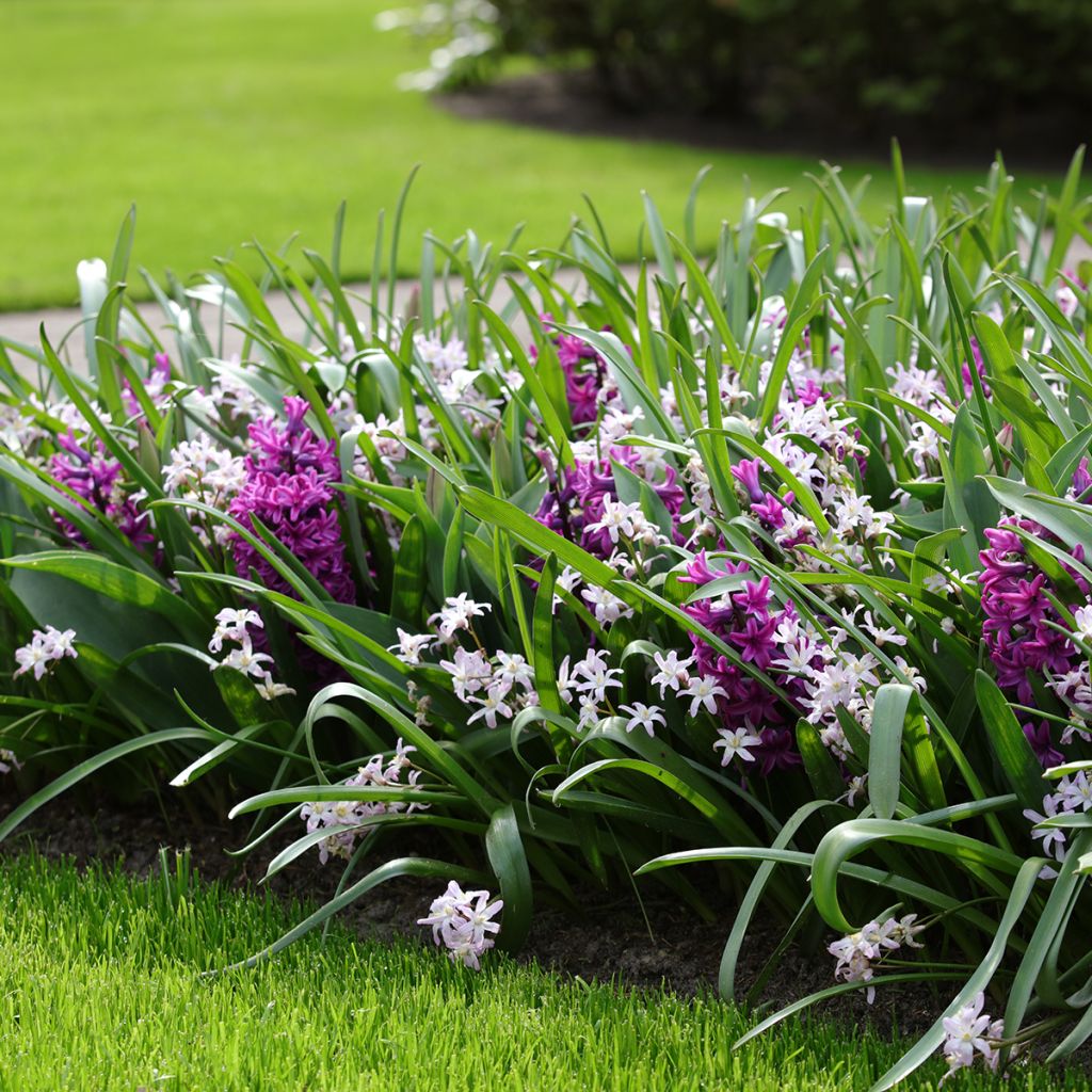 Giacinto Miss Saigon (forzato) - Hyacinthus