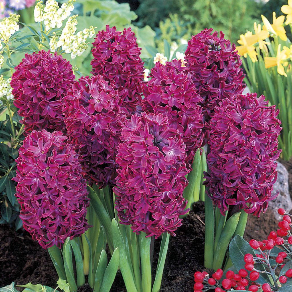 Giacinto Woodstock (forzato) - Hyacinthus