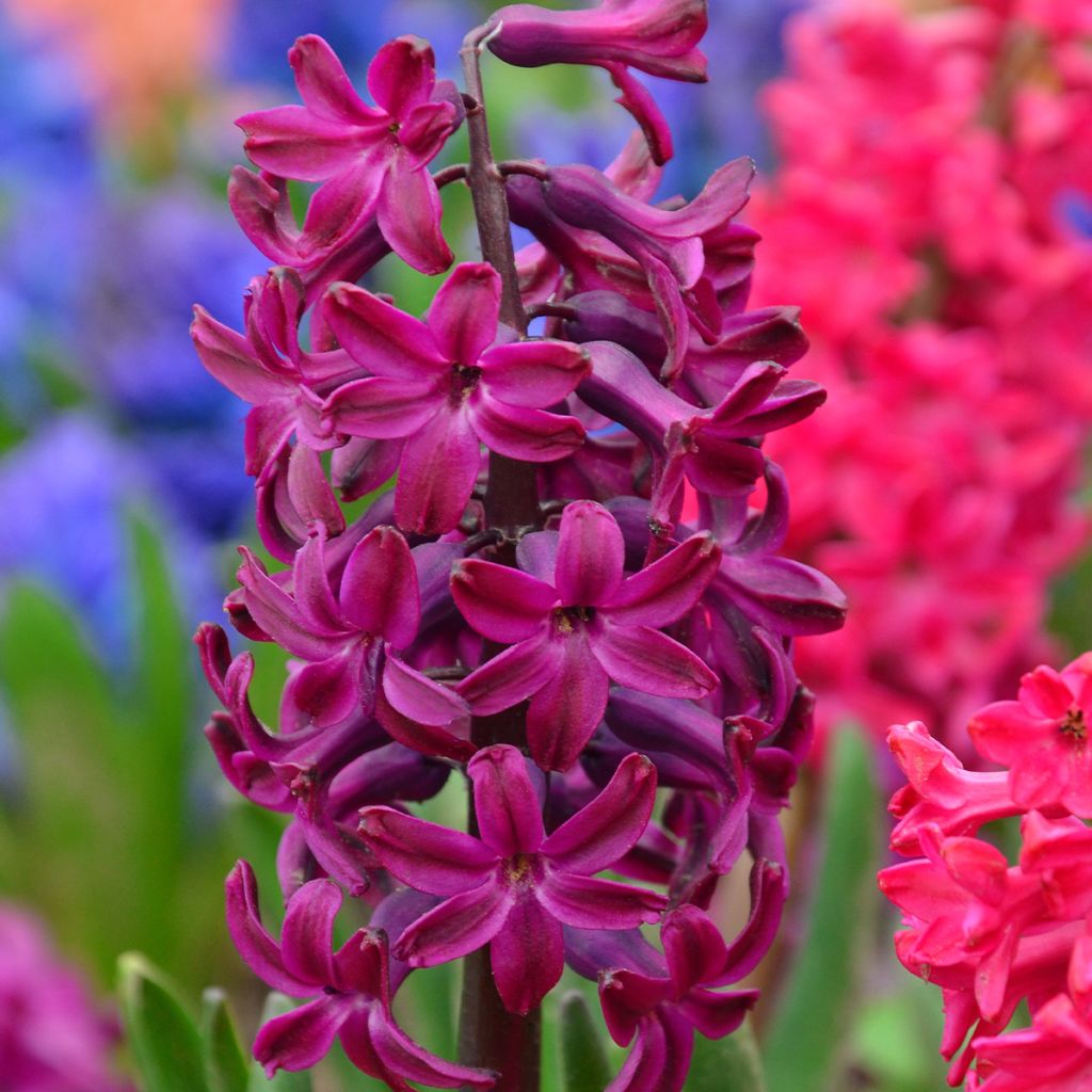 Giacinto Woodstock (forzato) - Hyacinthus