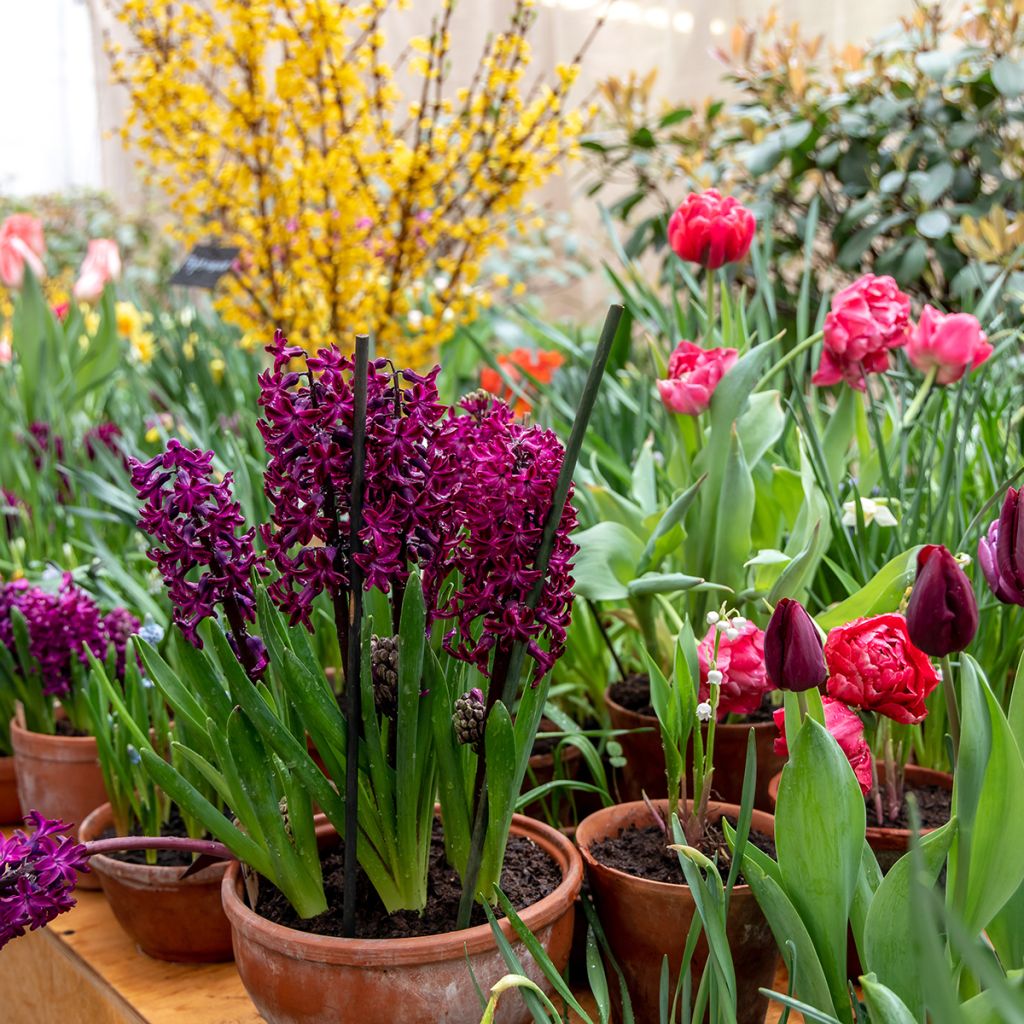 Giacinto Woodstock (forzato) - Hyacinthus