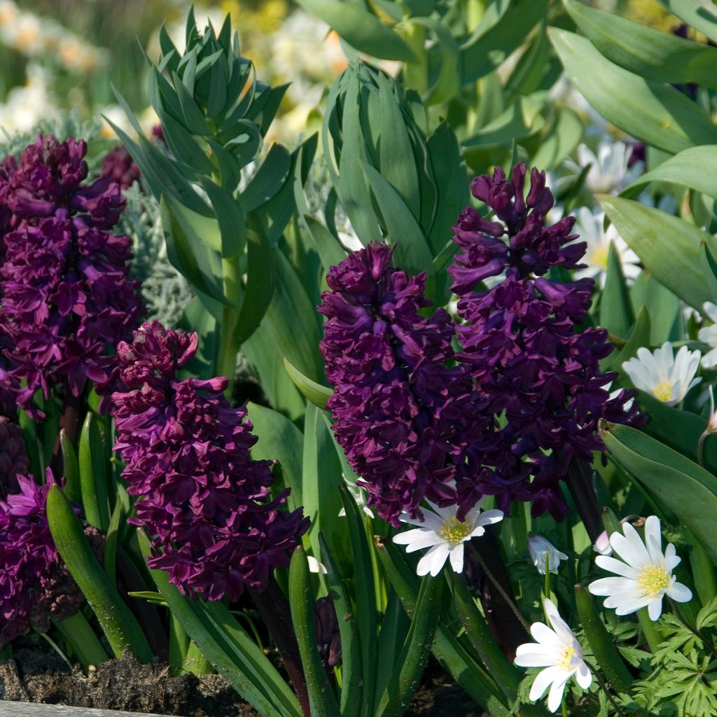 Giacinto Woodstock (forzato) - Hyacinthus