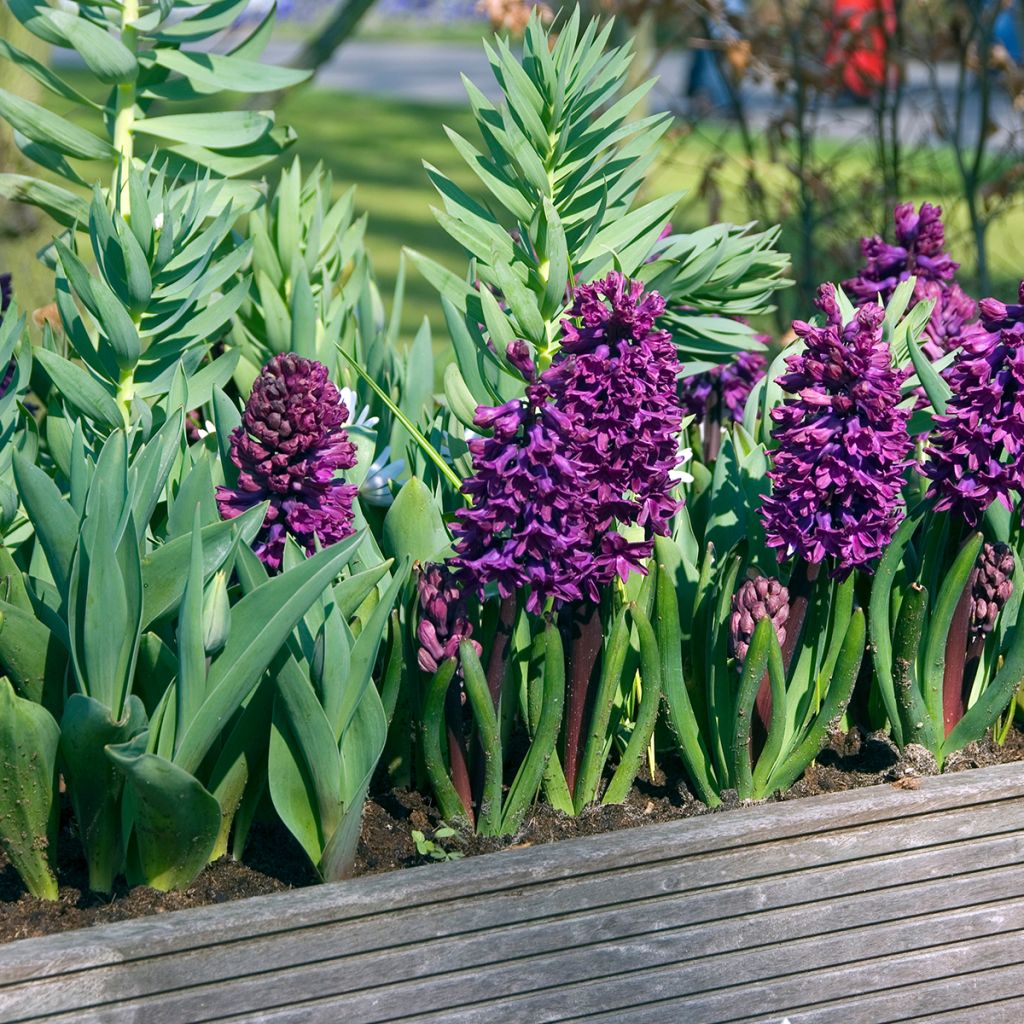 Giacinto Woodstock (forzato) - Hyacinthus