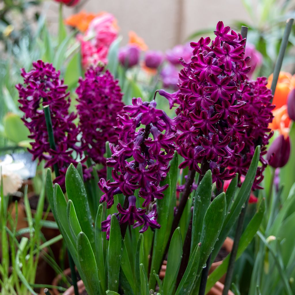 Giacinto Woodstock (forzato) - Hyacinthus