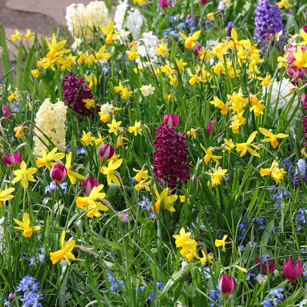 Giacinto Woodstock (forzato) - Hyacinthus