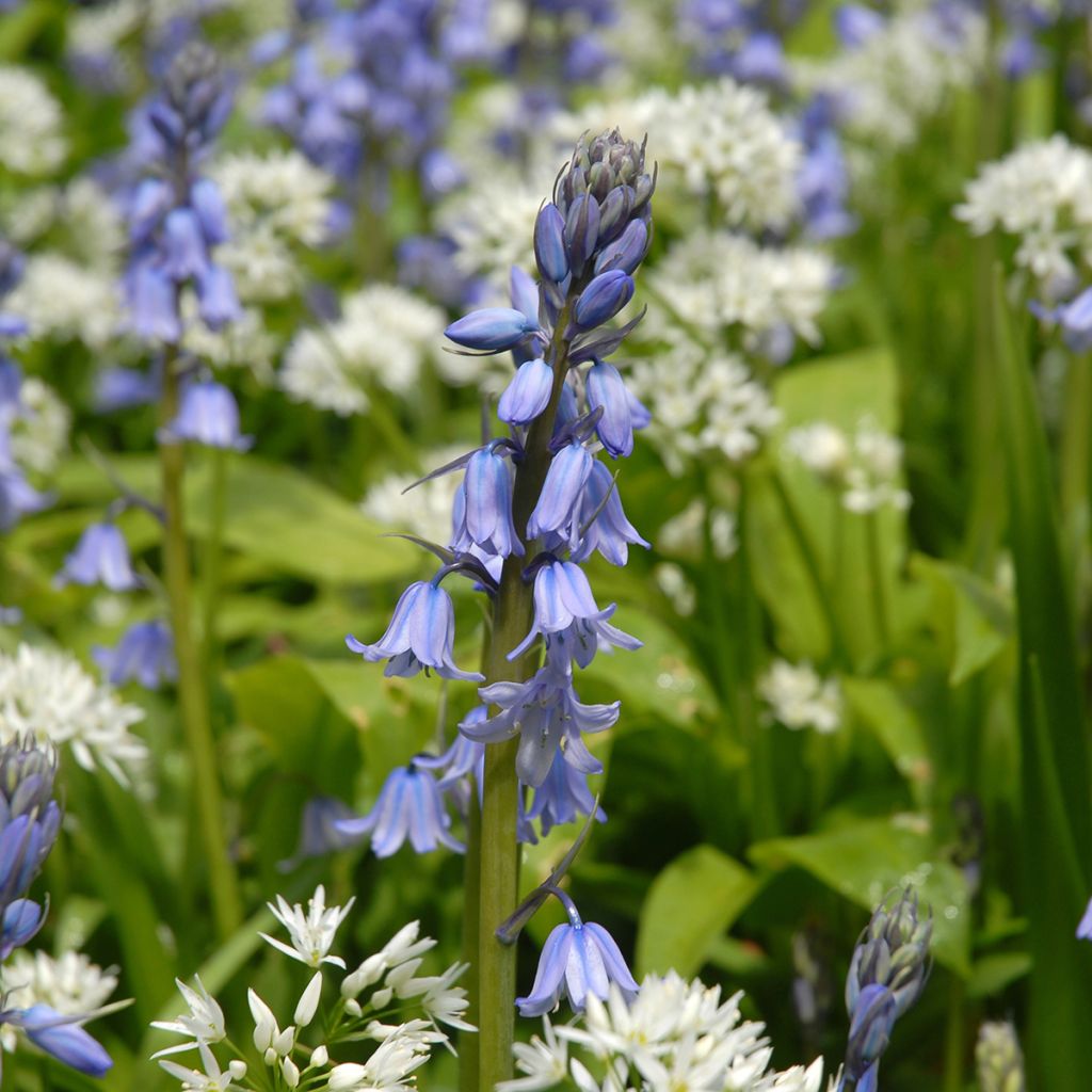 Hyacinthoides hispanica - Giacinto a campanelle