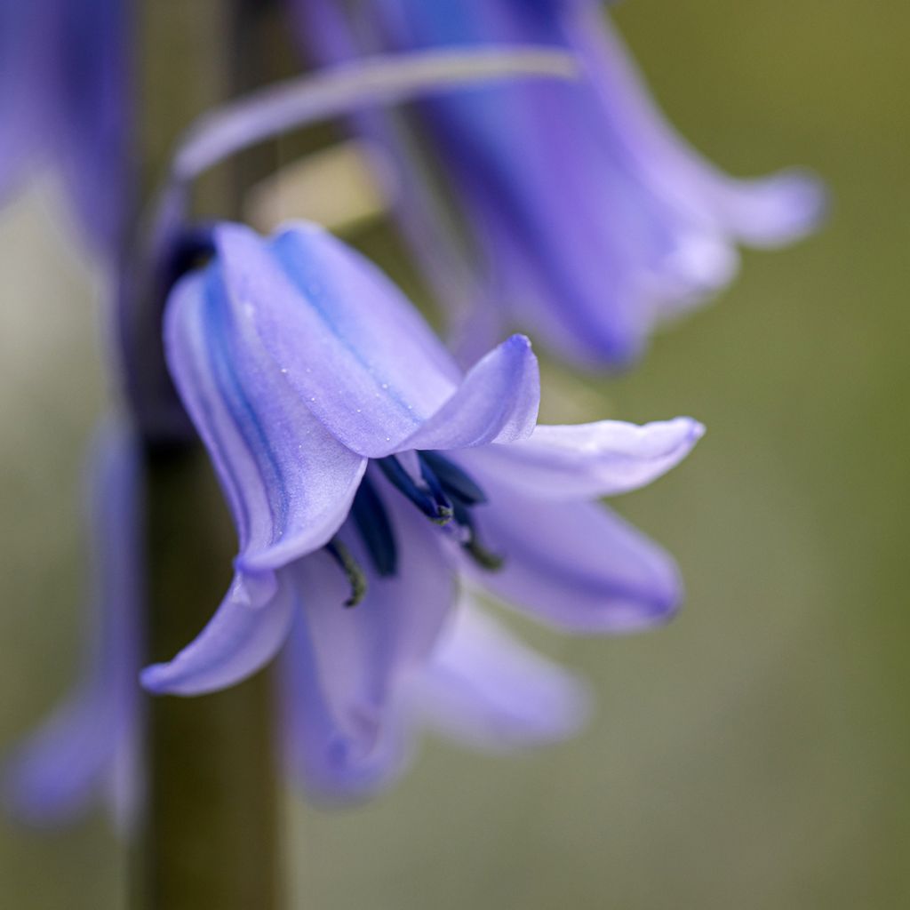 Hyacinthoides hispanica - Giacinto a campanelle