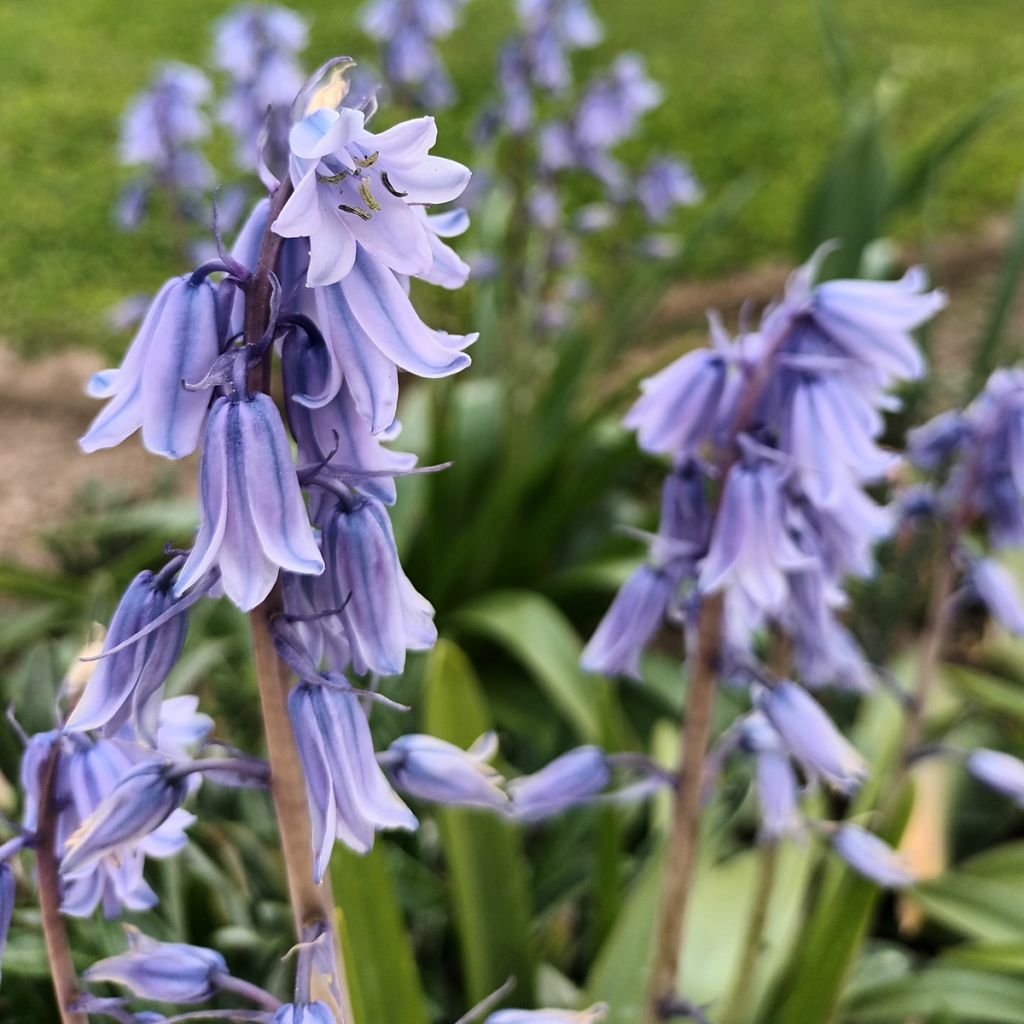 Hyacinthoides hispanica - Giacinto a campanelle