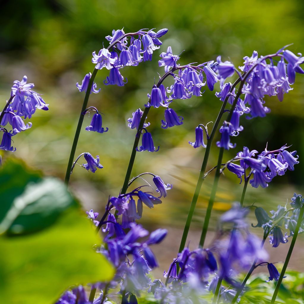 Hyacinthoides hispanica - Giacinto a campanelle