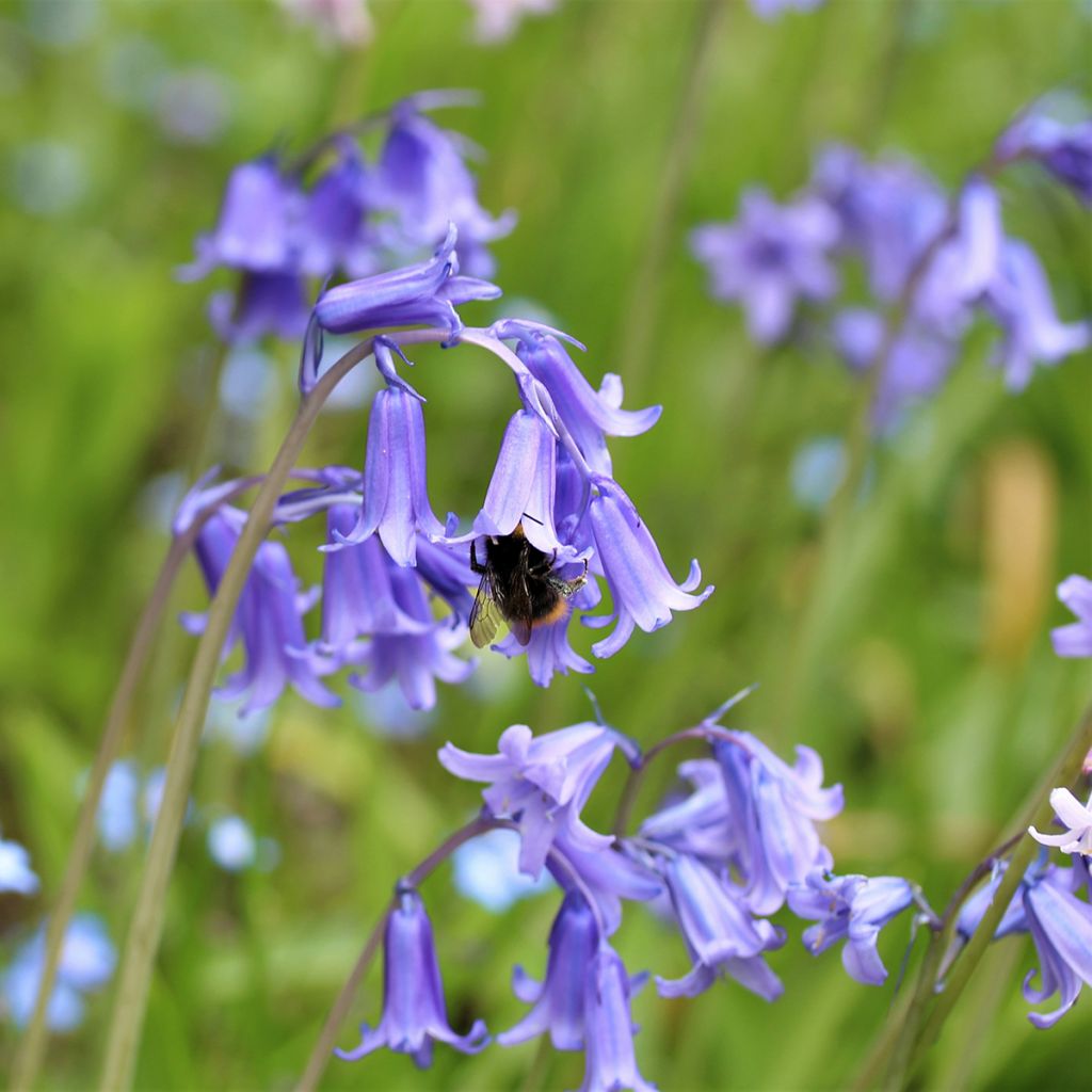 Hyacinthoides hispanica - Giacinto a campanelle