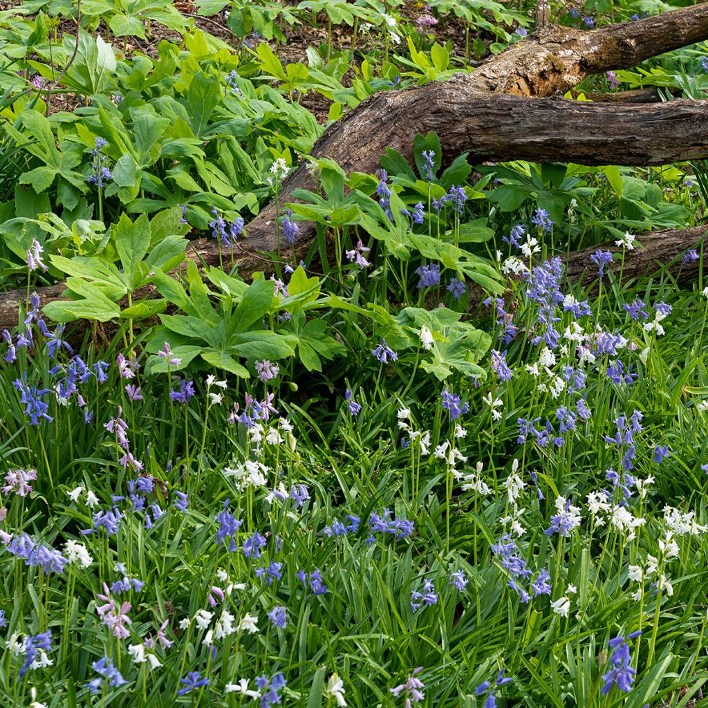 Hyacinthoides hispanica - Giacinto a campanelle