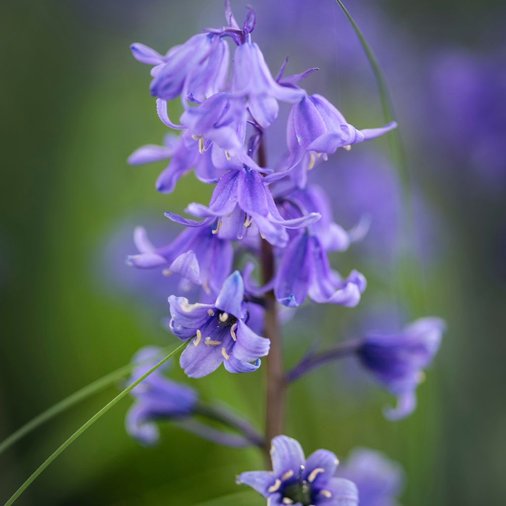 Hyacinthoides hispanica - Giacinto a campanelle