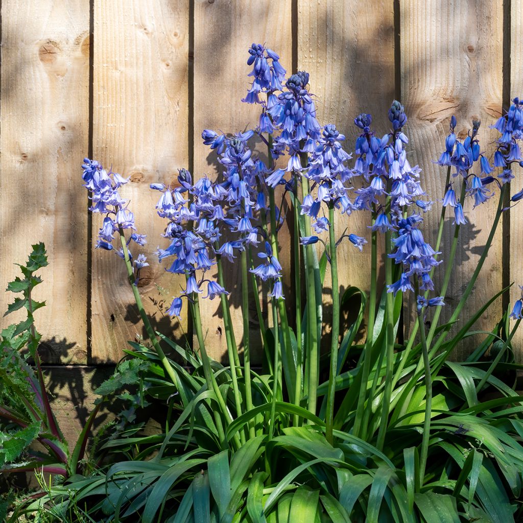 Hyacinthoides hispanica - Giacinto a campanelle