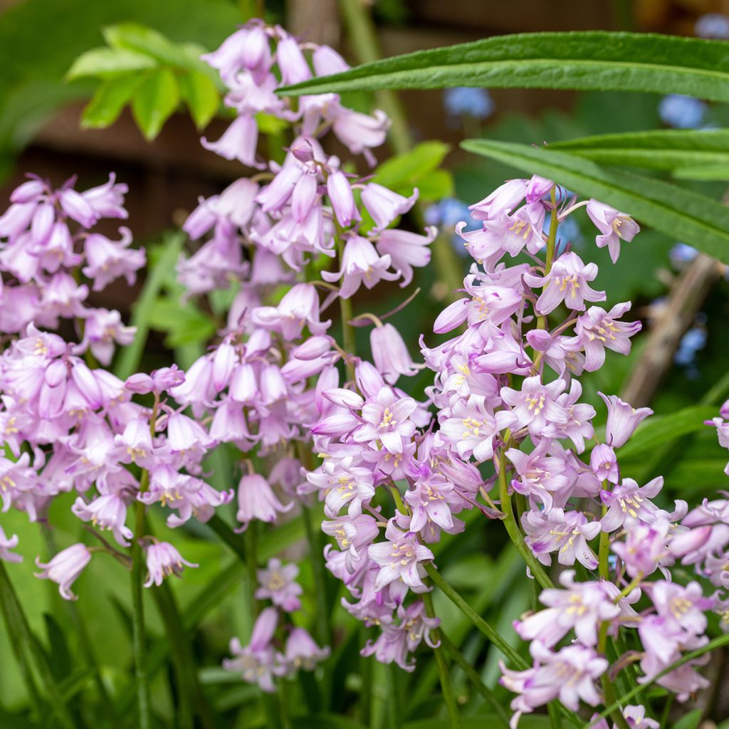 Hyacinthoides hispanica Rose Queen - Giacinto a campanelle