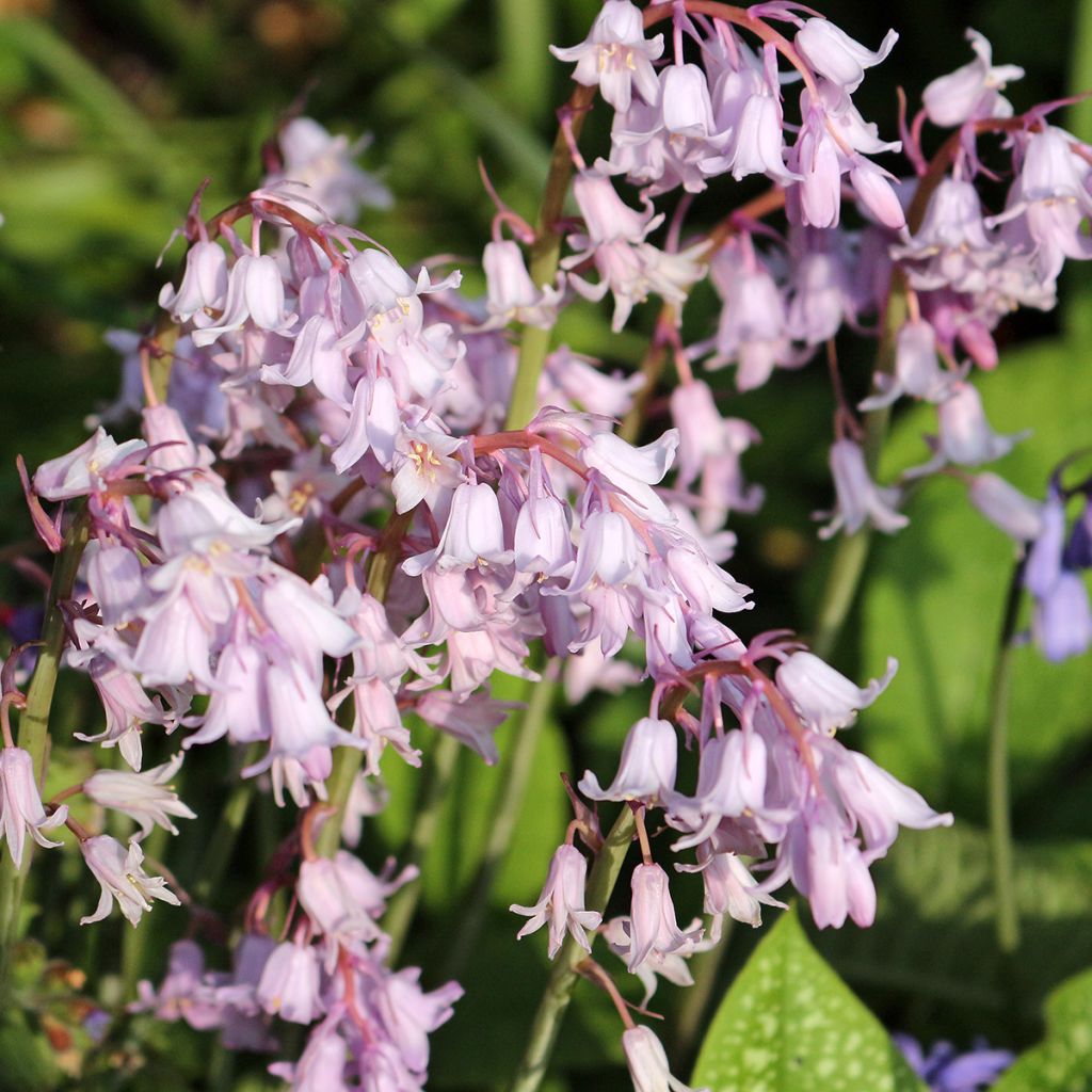 Hyacinthoides hispanica Rose Queen - Giacinto a campanelle