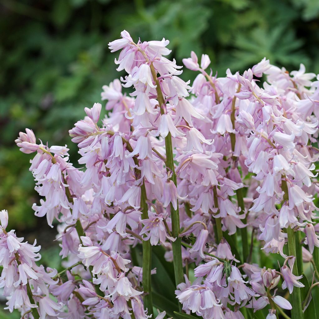 Hyacinthoides hispanica Rose Queen - Giacinto a campanelle