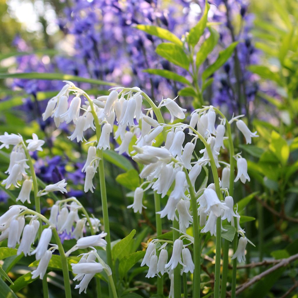 Hyacinthoides hispanica Alba - Giacinto a campanelle