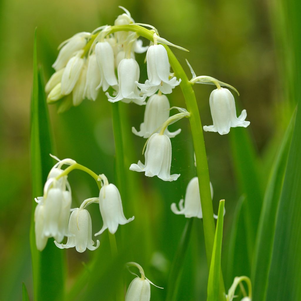 Hyacinthoides hispanica Alba - Giacinto a campanelle