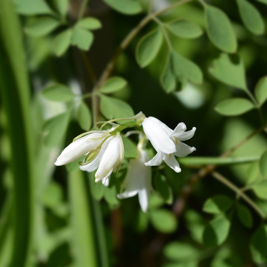 Hyacinthoides hispanica Alba - Giacinto a campanelle