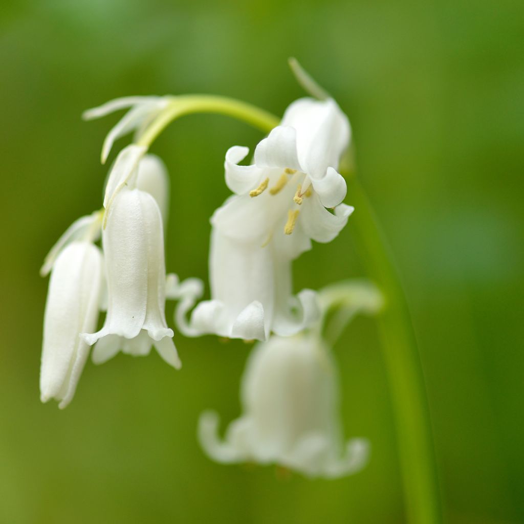 Hyacinthoides hispanica Alba - Giacinto a campanelle