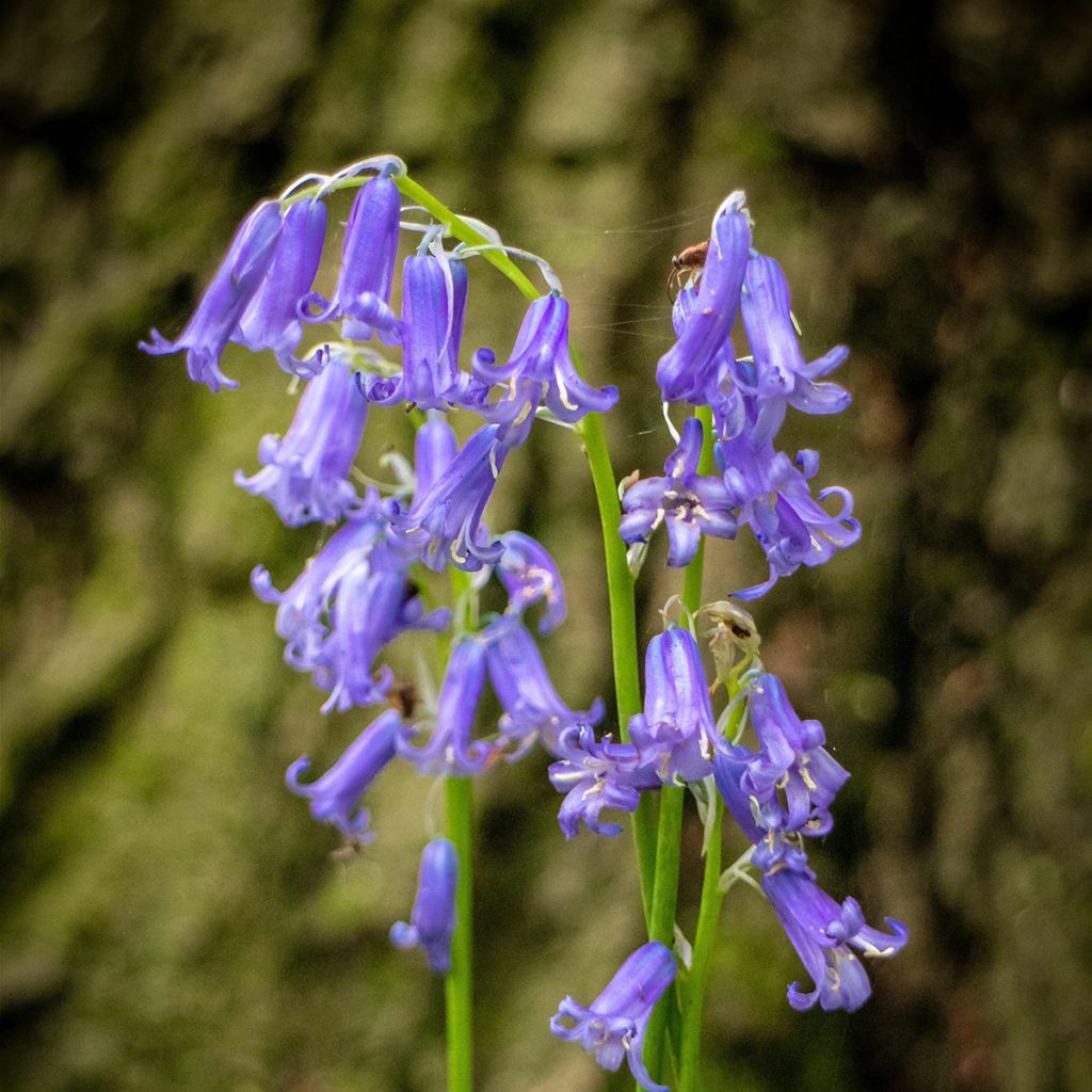 Hyacinthoides non-scripta - Giacinto non-scritto