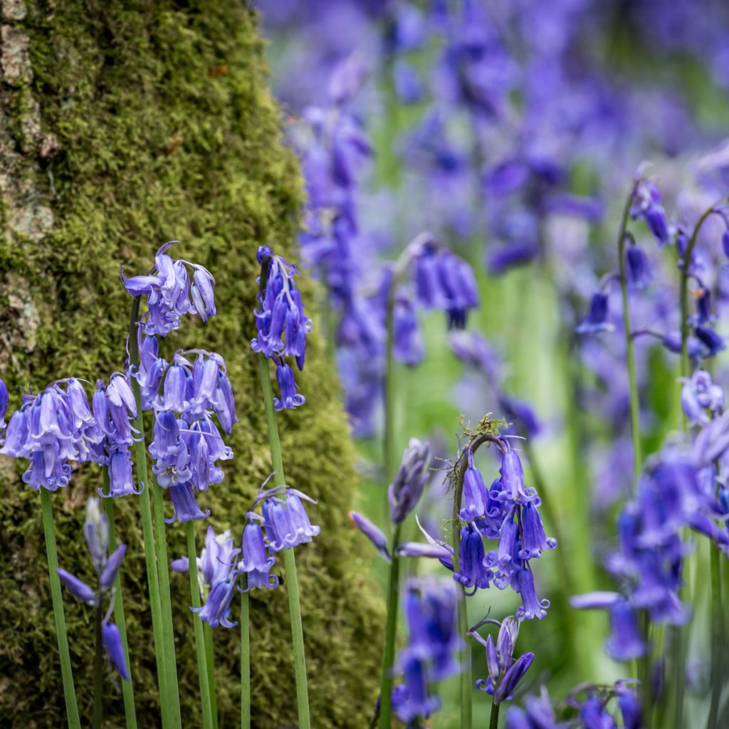 Hyacinthoides non-scripta - Giacinto non-scritto