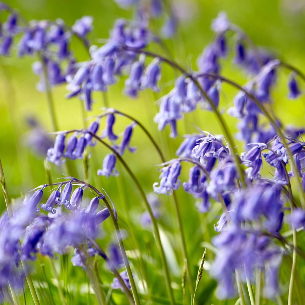 Hyacinthoides non-scripta - Giacinto non-scritto