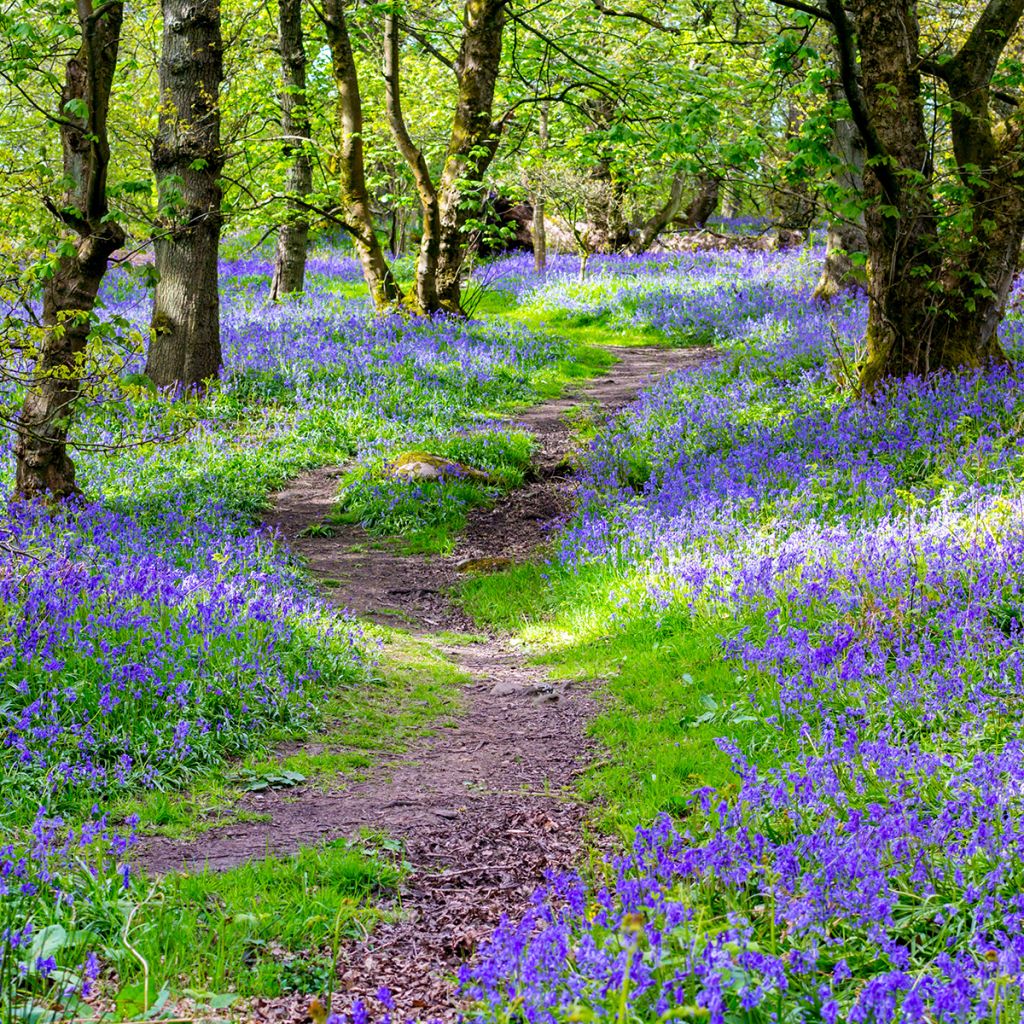 Hyacinthoides non-scripta - Giacinto non-scritto