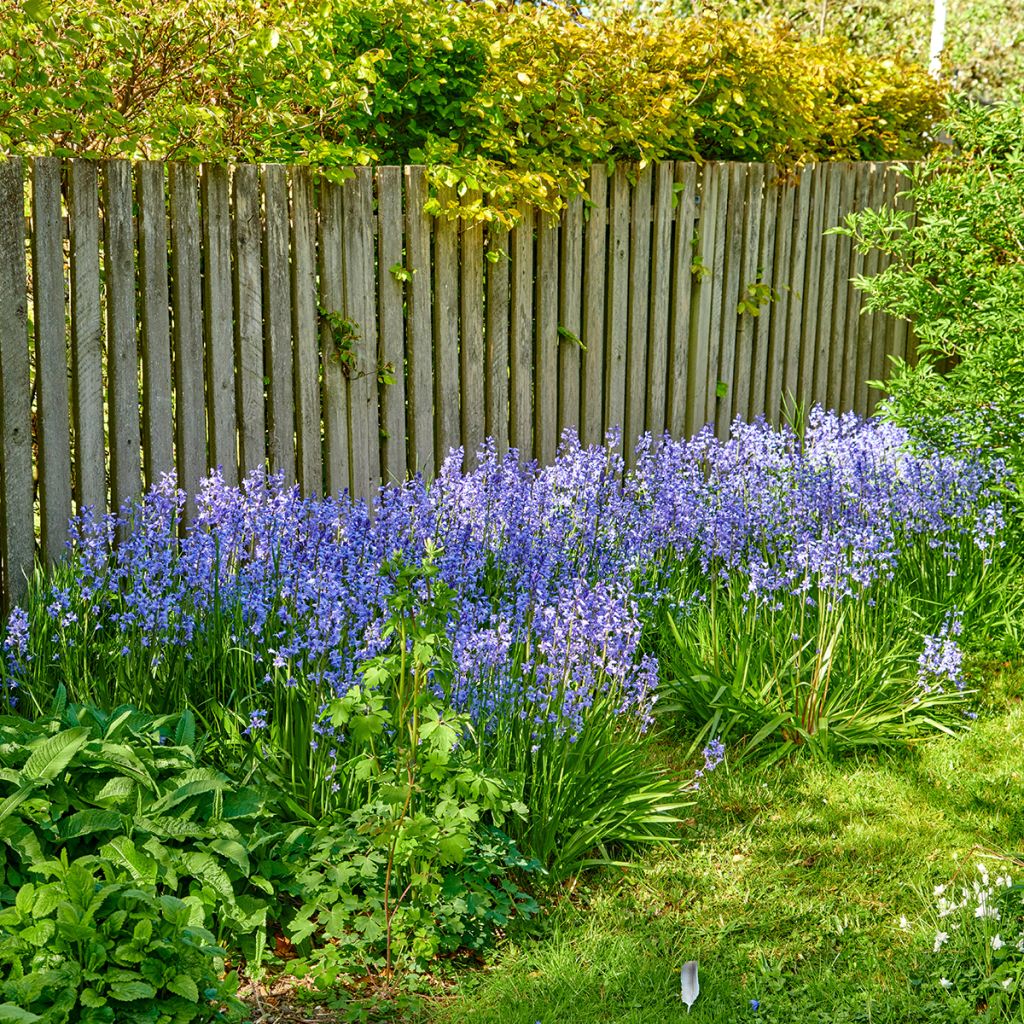 Hyacinthoides non-scripta - Giacinto non-scritto