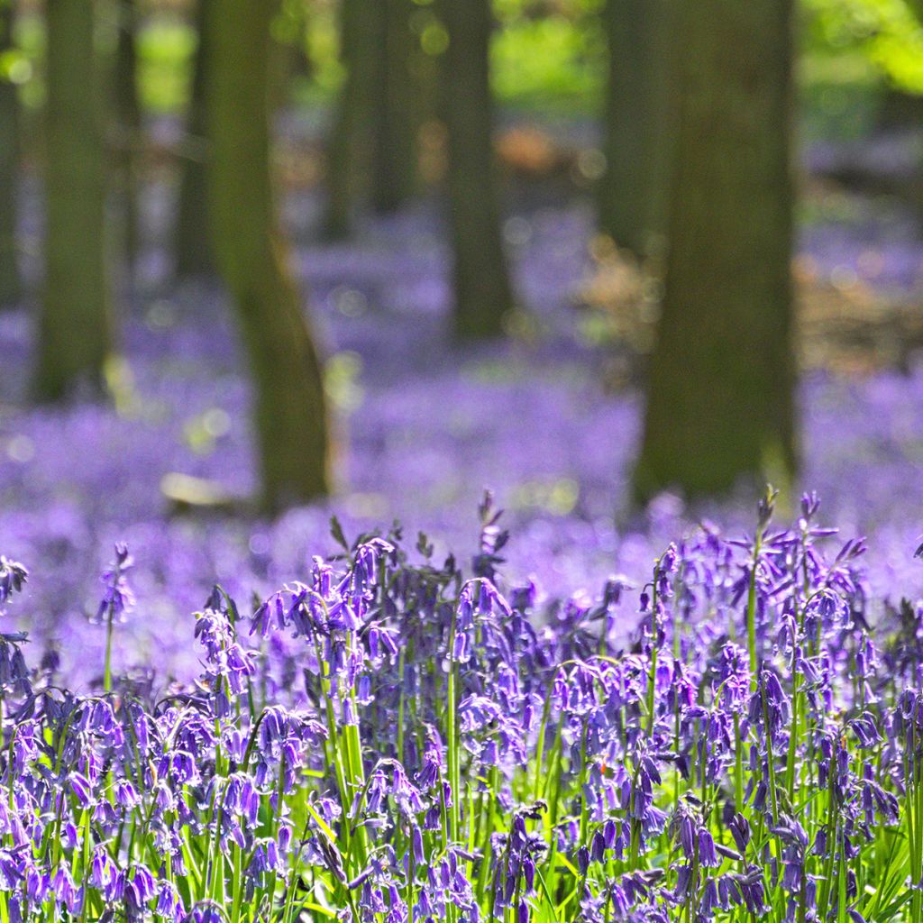 Hyacinthoides non-scripta - Giacinto non-scritto