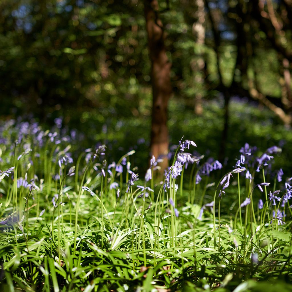 Hyacinthoides non-scripta - Giacinto non-scritto