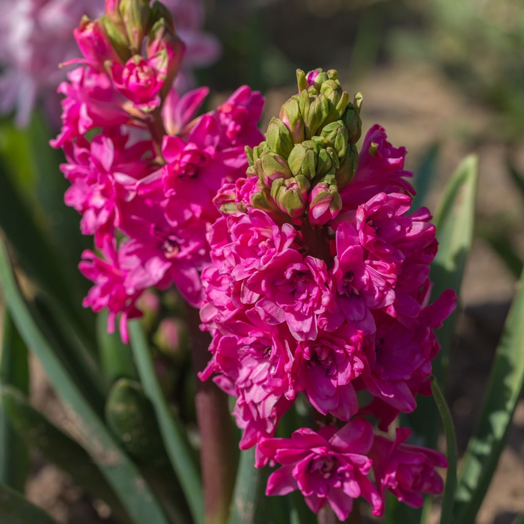 Jacinthe double Red Diamond