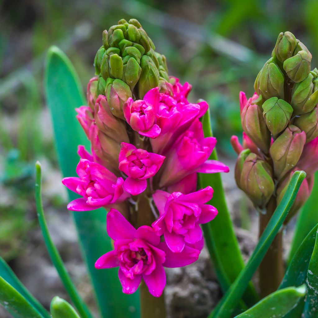 Jacinthe double Red Diamond