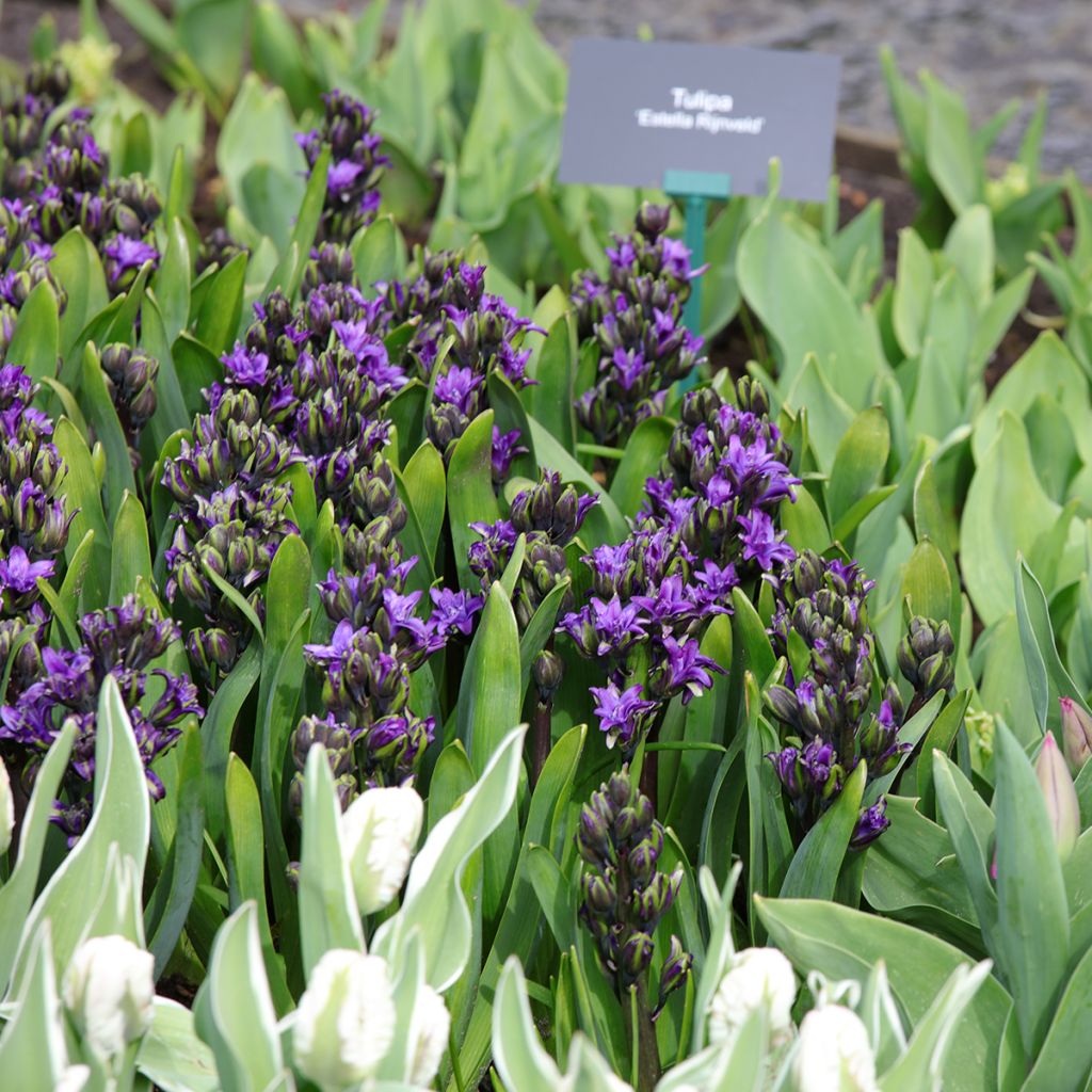 Giacinto Twin Pearl - Hyacinthus