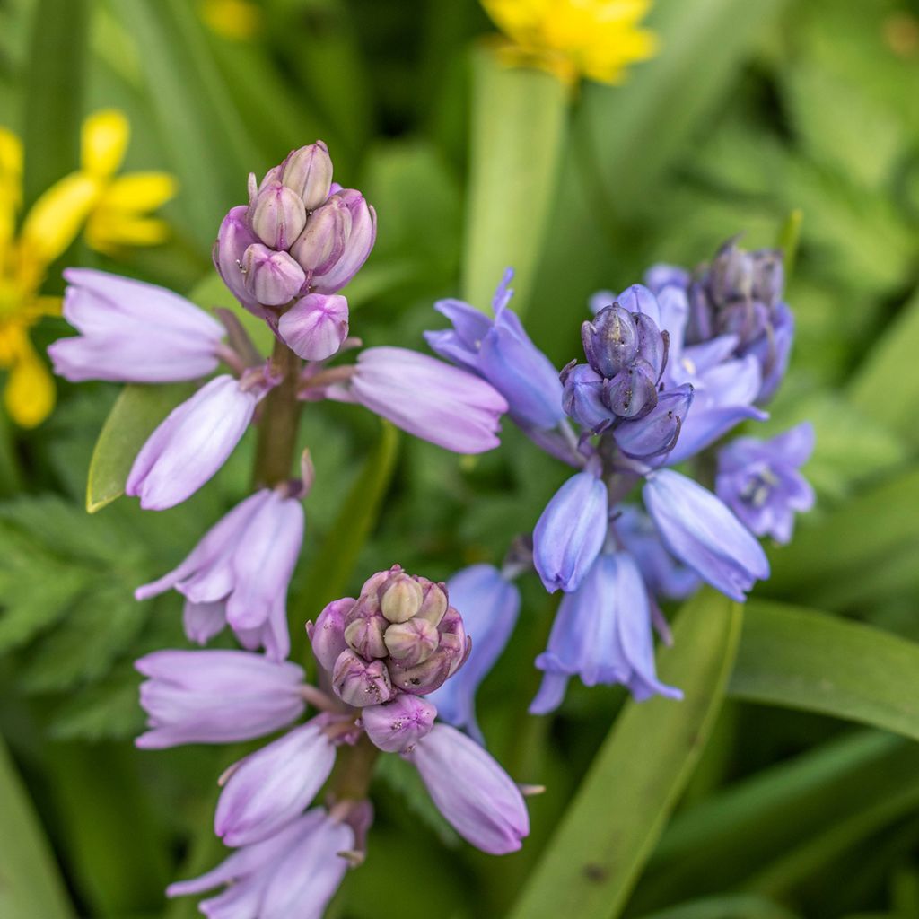 Hyacinthoides hispanica Mix - Giacinto a campanelle