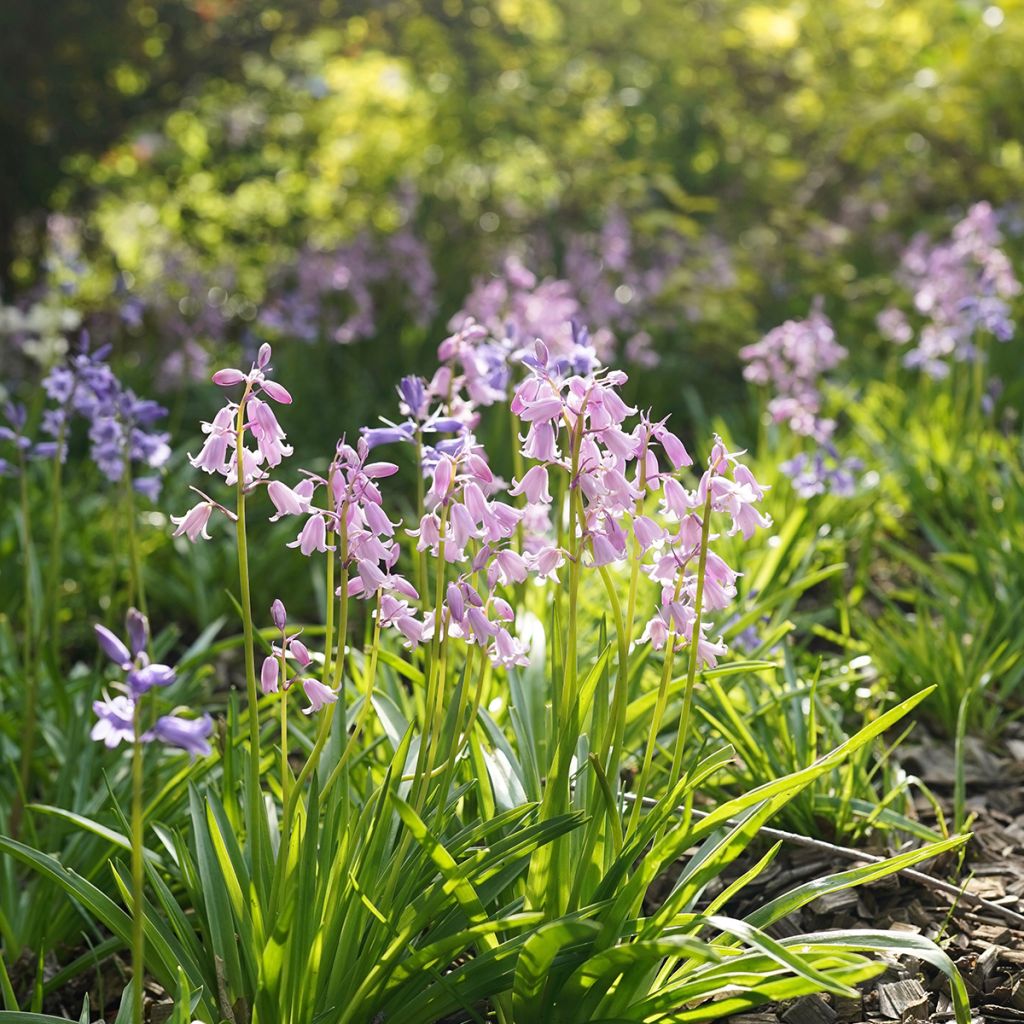 Hyacinthoides hispanica Mix - Giacinto a campanelle